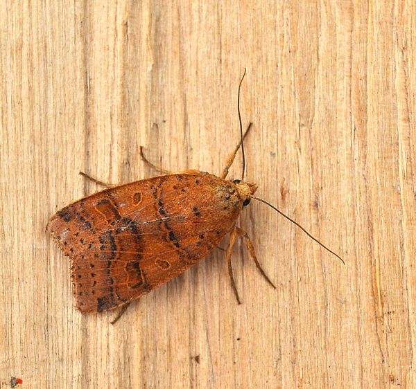 Agrochola pistacinoides o nitida ?